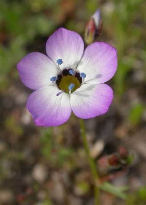 Gilia - Alchetron, The Free Social Encyclopedia