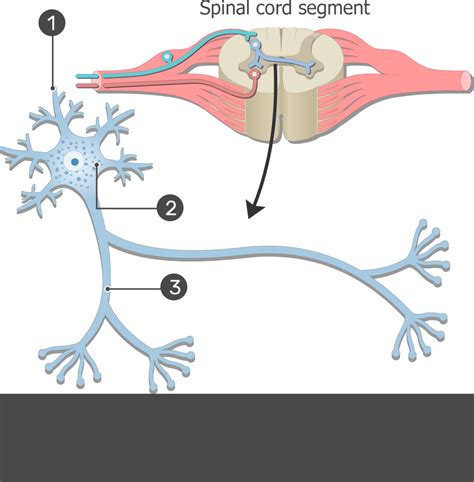 Parts Of A Neuron Labeled And Neuron Structure Getbodysmart