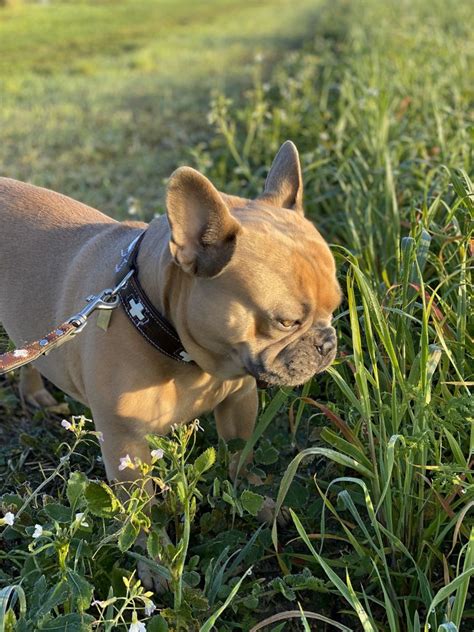 Por Qué Mi Perro Come Hierba Centro Canino Roblezalresidencia Canina