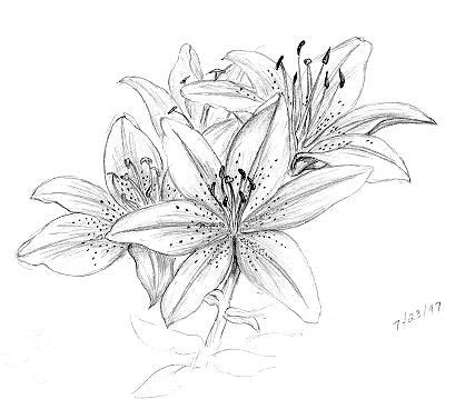 Pencil Drawings Of Tiger Lilies
