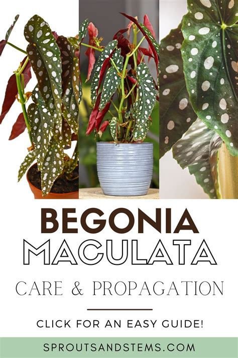 How To Care For And Propagate Begonia Maculata Begonia Maculata