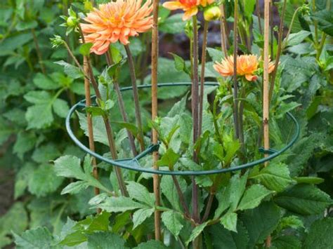 Nature Plantensteun Klim En Geleide Artikelen Welkoop