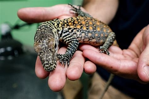 Three Komodo dragon babies hatch at Chattanooga Zoo [video