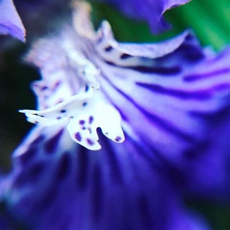 A Close Up View Of A Purple Flower