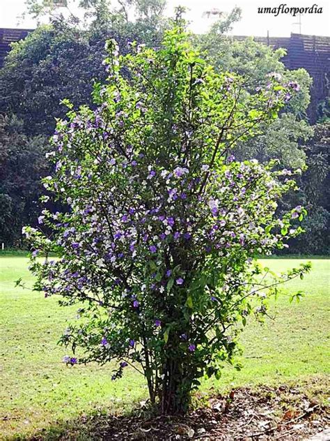 Manaca De Cheiro Altura - Plantas fáceis de cuidar: O Manacá de Cheiro - Simples Decoração