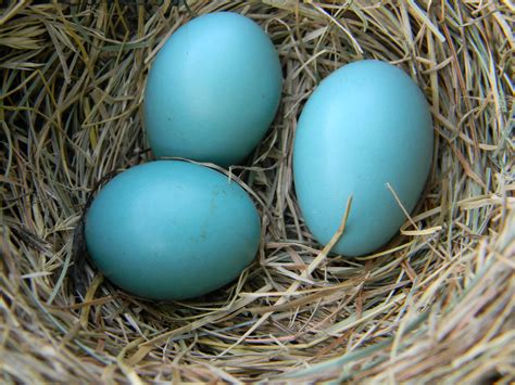 File:American Robin Eggs in Nest.jpg - Wikimedia Commons
