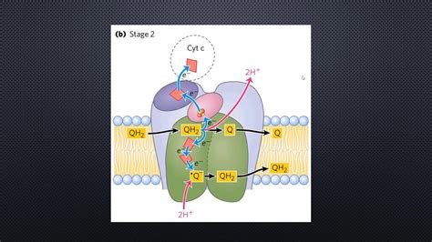 Electron Transport And Oxidative Phosphorylation Chemistry 55 Off