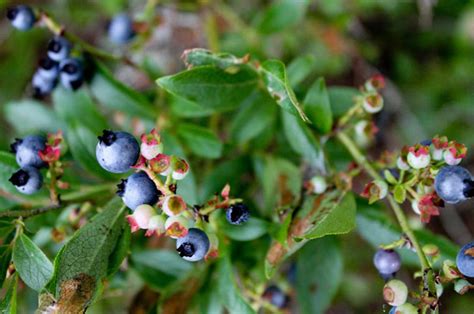 Голубика садовая: посадка и уход в подмосковье, болезни и удобрения ...