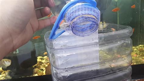 Бюджетный отсадник для гуппи - YouTube