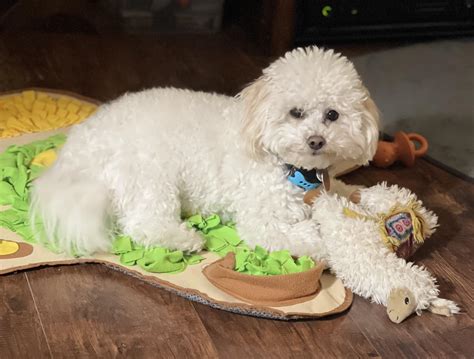 Happy 1st Birthday Willow June R Maltipoo