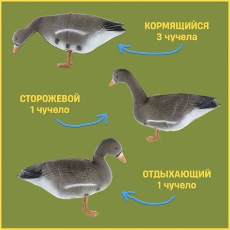 Чучела гусей для охоты (5 шт) Белолобые сминаемые на ножке (XPE) купить ...