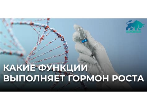 Функции гормона роста для организма описание и заказ препарата на сайте ...
