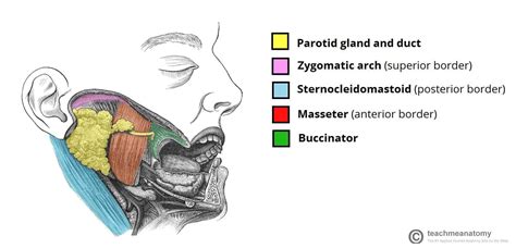 The Salivary Glands Teachmeanatomy