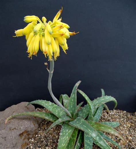 Aloe Sinkatana Succulent Guide