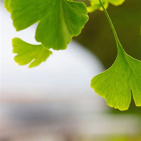 ginkgo good health herbs