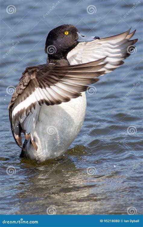 Tufted Duck Dance Washing With Wings Outstretched On Water Aes Stock