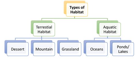 Habitat Types Characteristics Environment And Adaptations