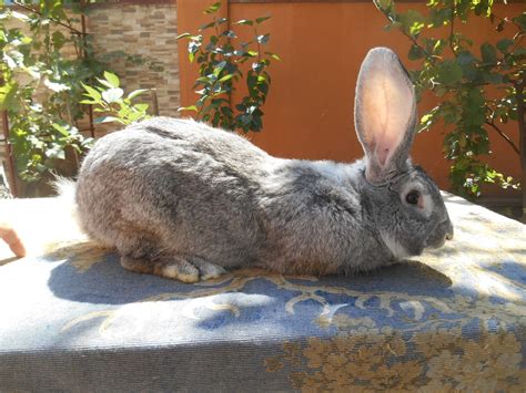 серый великан / фландр