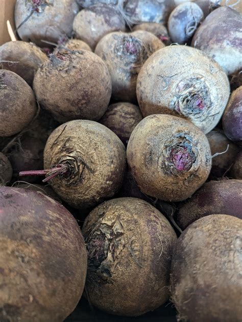 Fresh Coast Gardens & Market