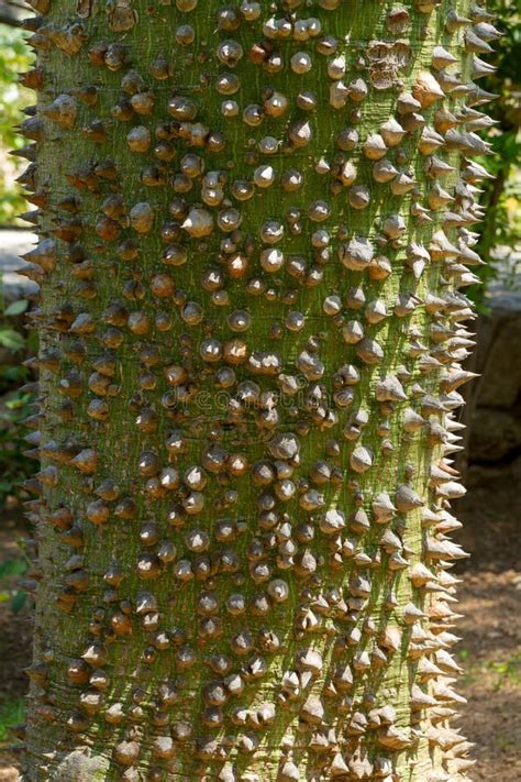 Chorisia Speciosa Trunk Thorns Ceiba Speciosa Silk Floss Tree With