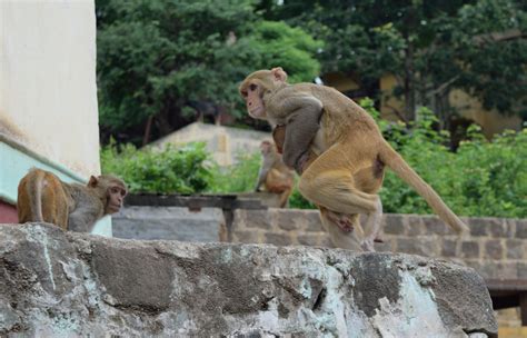 Monkeys On The Loose After Escaping From Research Facility