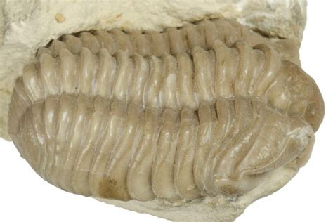 12 Silurian Trilobite Diacalymene Fossil Oklahoma 197988 For