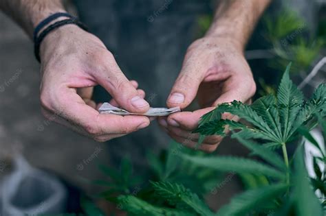 La Marihuana Puede Dañar Los Pulmones Más Que El Tabaco Diario El