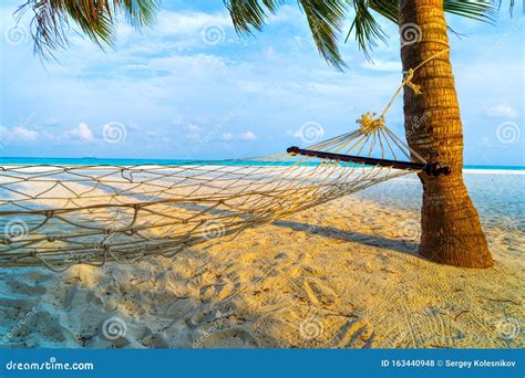 Empty Hammock Between Palms Trees At Sandy Beach Stock Photo Image Of