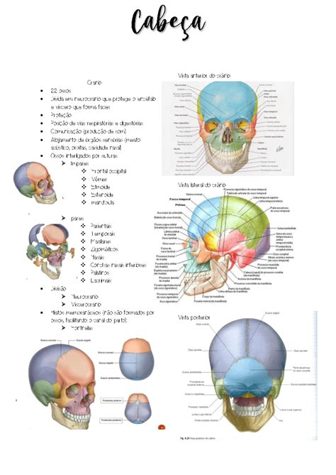 Articulações Da Cabeça - Ossos do crânio e músculos da cabeça anatomia da enfermagem. - Cranio ...