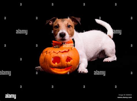 Dog with traditional Halloween carved pumpkin on black background Stock ...