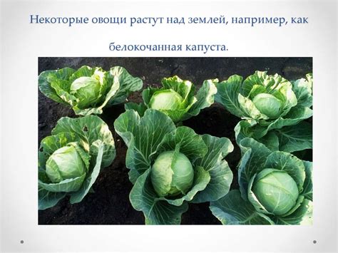 Фрукты и овощи - презентация онлайн