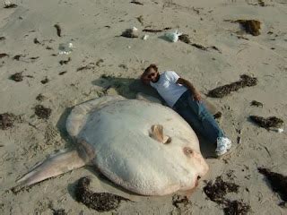 Big Fishes of the World: SUNFISH OCEANIC (Mola mola)