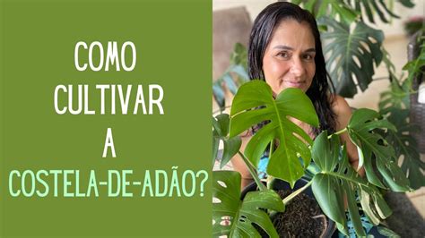 Plantas Verdes Como Plantar Cultivar E Fazer Mudas Da Costela De Ad O