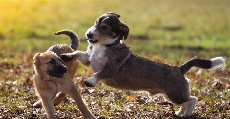 Signes Dun Bon Jeu Entre Chiens Mimi Griotte Ducatrice Canine