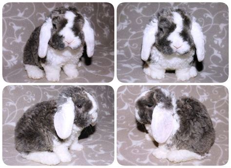 Кролик, кролики декоративные, кролик баран рекс, кудрявый кролик ...