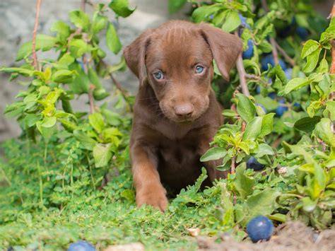 Are Plums Safe For Dogs To Eat? Unveiling The Truth