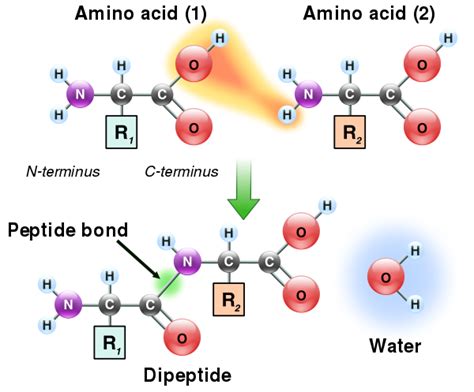 Structural Biochemistry Proteins Amino Acids Wikibooks Open Books