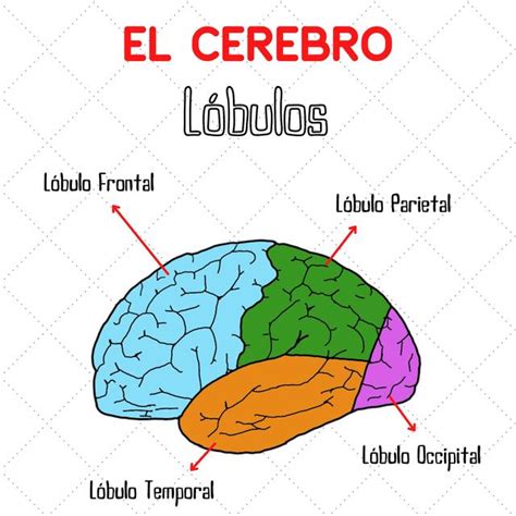 Anatom A Cerebro Dr Pikanotes Udocz