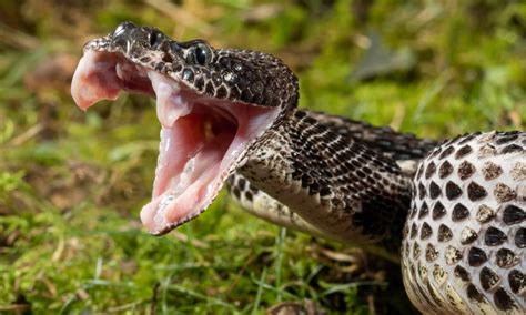 Texas Vs Arizona Which State Has More Venomous Snakes Az Animals