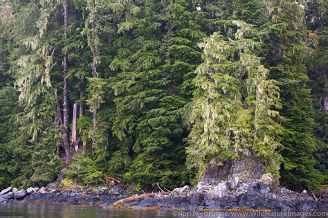 tongass national forest   ron niebrugge