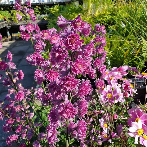 Delphinium ‘Highlander Flamenco’ – Find haveplanter