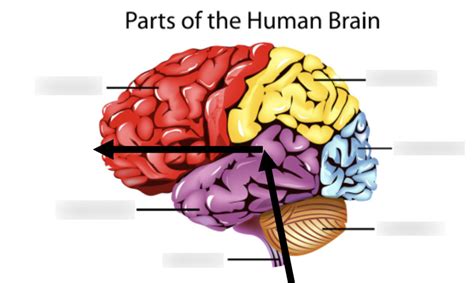 Parts Of The Human Brain Diagram Diagram Quizlet