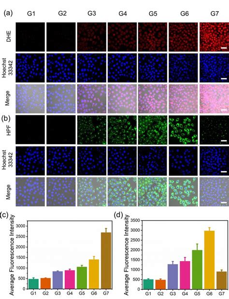 The Detection Of Ros Generation In Mcf Cells Under Normoxia With