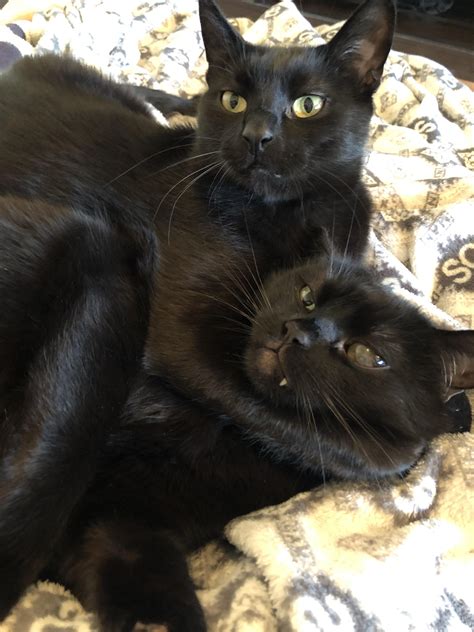 Black hugs : r/blackcats