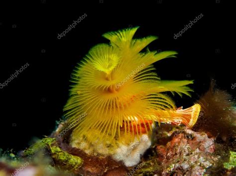 Christmas tree tube worm coral on reef Stock Photo by ©artyooran.gmail.com 104534878