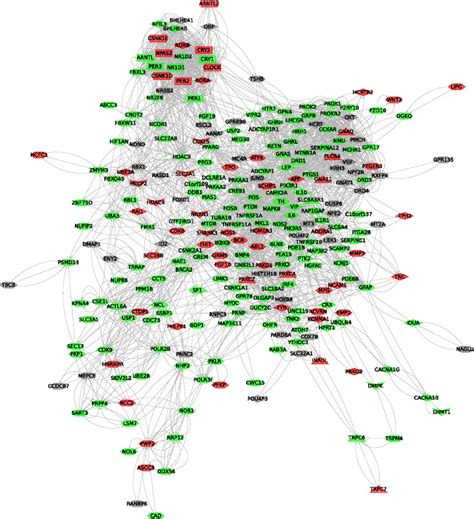 Gene Interaction Network Nodes Represent Genes And Edges Indicate Download Scientific Diagram