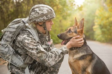 Top 10 Best Military Dog Breeds Petguide