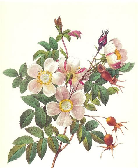 Художник Пьер Жозеф Редуте /Pierre-Joseph Redouté - Вернисаж: Мир ...