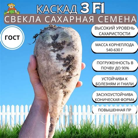 Свекла сахарная Агрохолдинг ПОИСК Каскад 3 F1 4гр 724519 - выгодная ...