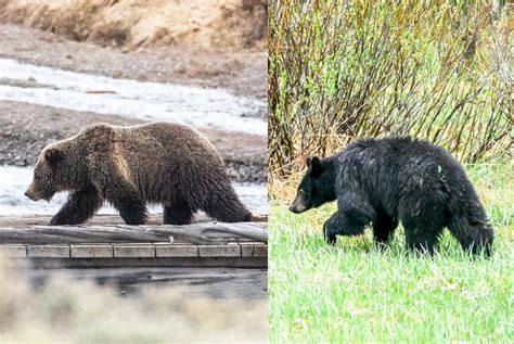 How To Tell The Difference Between A Grizzly Bear And A Black Bear